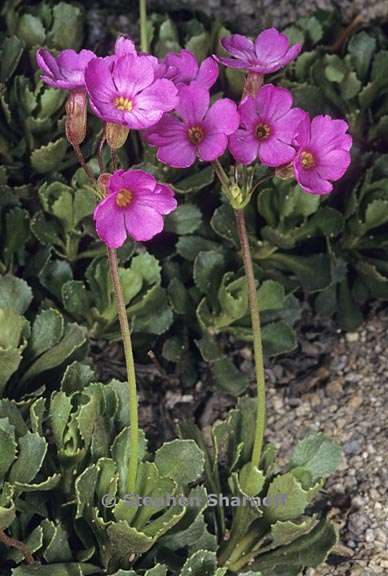 primula suffrutescens 3 graphic